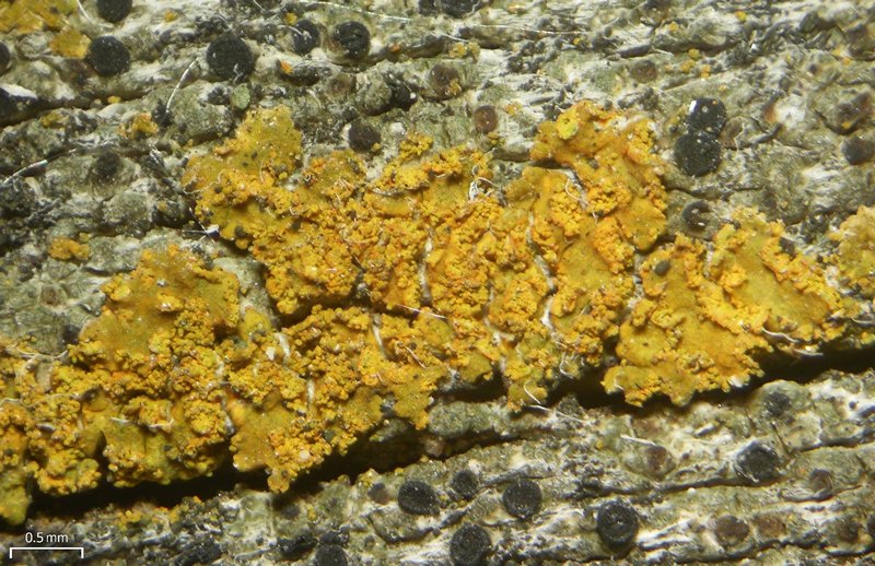 Caloplaca microphyllina