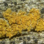Caloplaca microphyllina