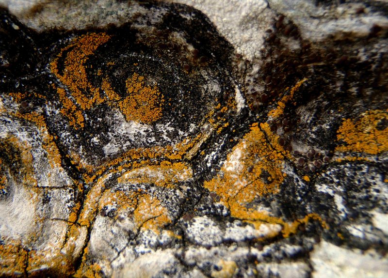 Caloplaca microthallina