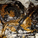 Caloplaca microthallina