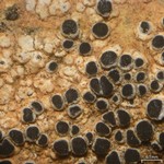 Caloplaca oblongula