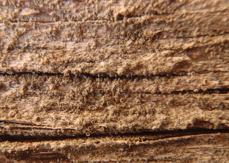 Caloplaca obscurella