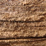 Caloplaca obscurella