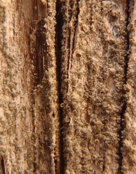 Caloplaca obscurella