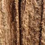 Caloplaca obscurella
