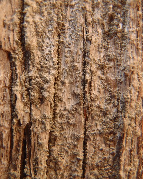 Caloplaca obscurella