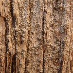 Caloplaca obscurella