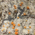 Caloplaca oregona