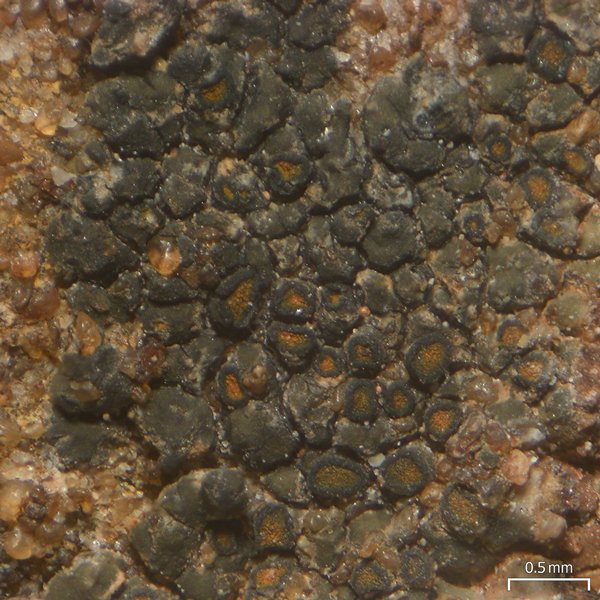 Caloplaca pellodella