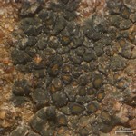 Caloplaca pellodella