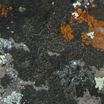 Caloplaca pellodella