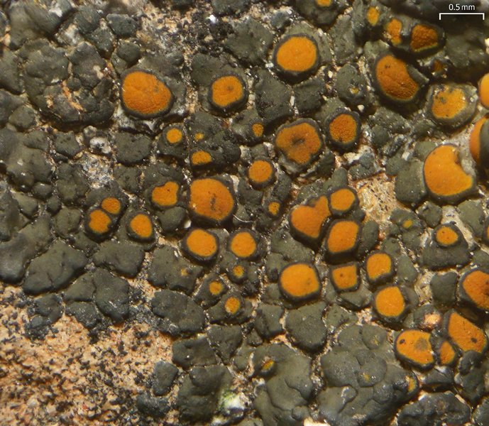 Caloplaca pellodella