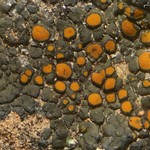 Caloplaca pellodella