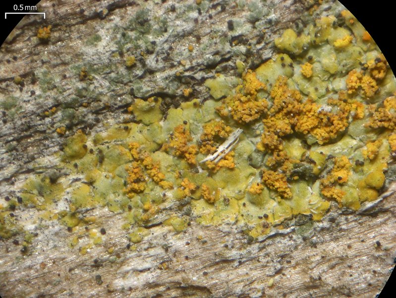 Caloplaca persimilis