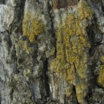 Caloplaca persimilis