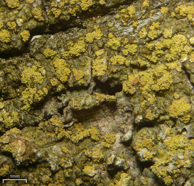 Caloplaca persimilis