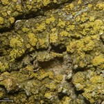 Caloplaca persimilis