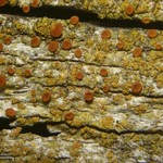 Caloplaca persimilis
