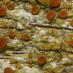 Caloplaca persimilis