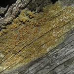 Caloplaca persimilis