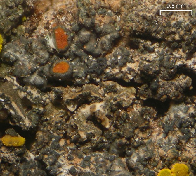 Caloplaca pinicola