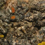 Caloplaca pinicola