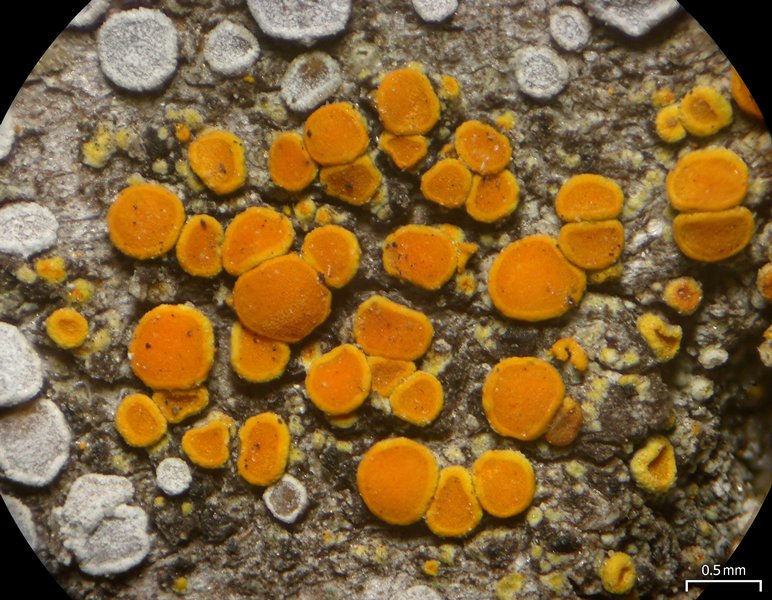 Caloplaca pyracea