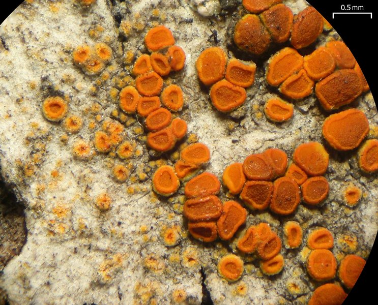 Caloplaca pyracea