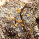 Caloplaca pyracea