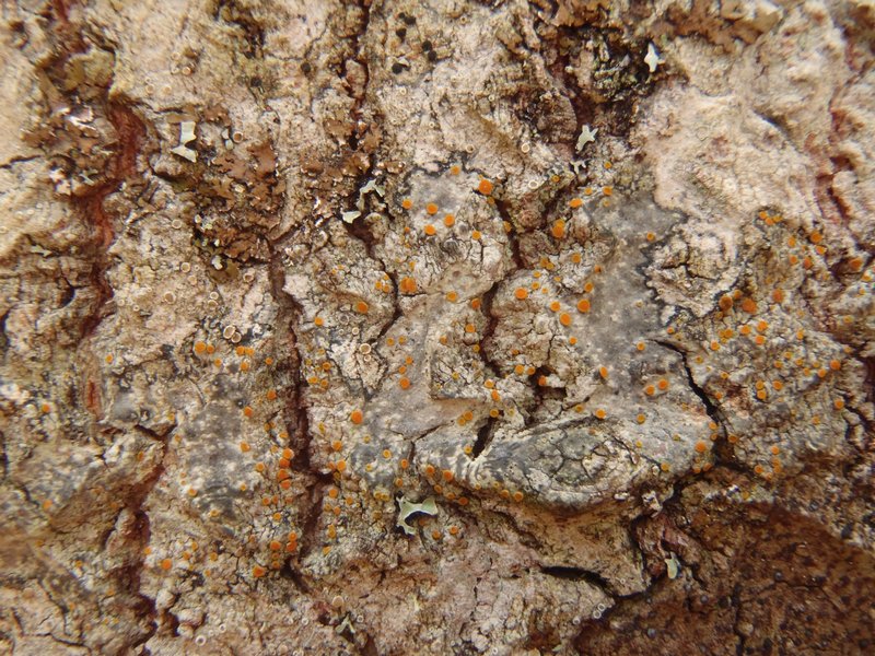 Caloplaca pyracea