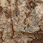 Caloplaca pyracea