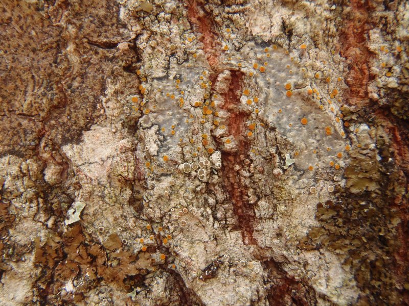 Caloplaca pyracea