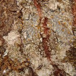 Caloplaca pyracea