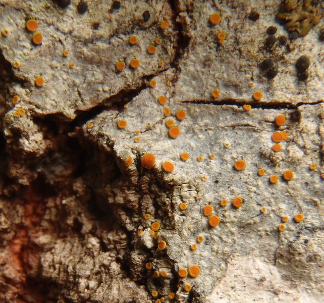 Caloplaca pyracea