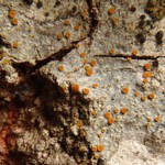 Caloplaca pyracea