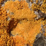 Caloplaca rosei