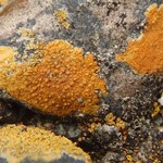 Caloplaca rosei