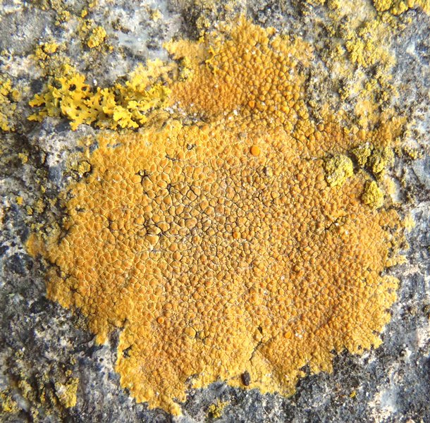 Caloplaca rosei