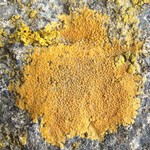 Caloplaca rosei