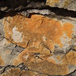 Caloplaca rosei