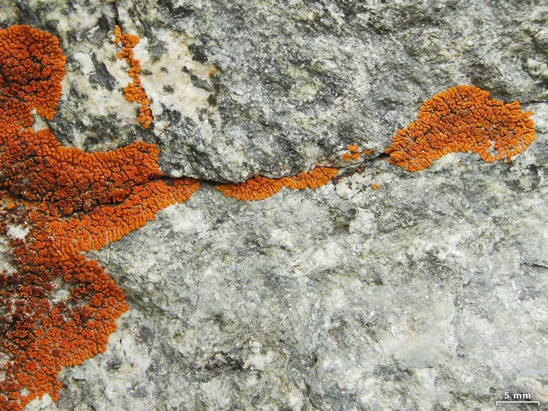 Caloplaca saxicola