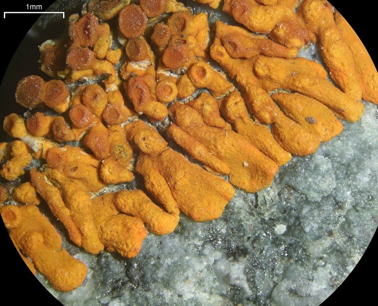 Caloplaca saxicola