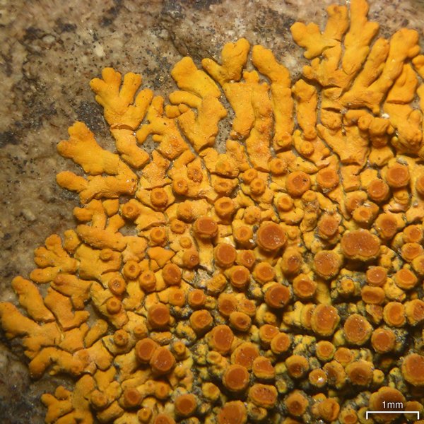 Caloplaca saxicola
