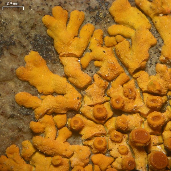 Caloplaca saxicola