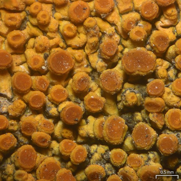 Caloplaca saxicola