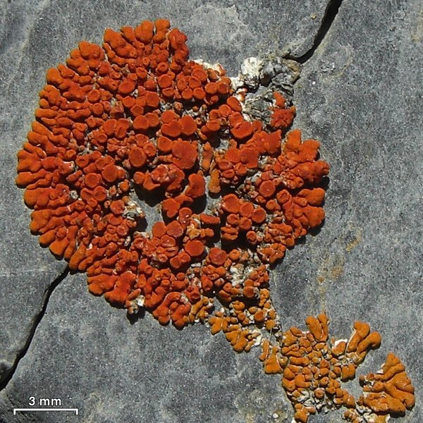 Caloplaca saxicola