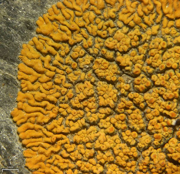 Caloplaca saxicola