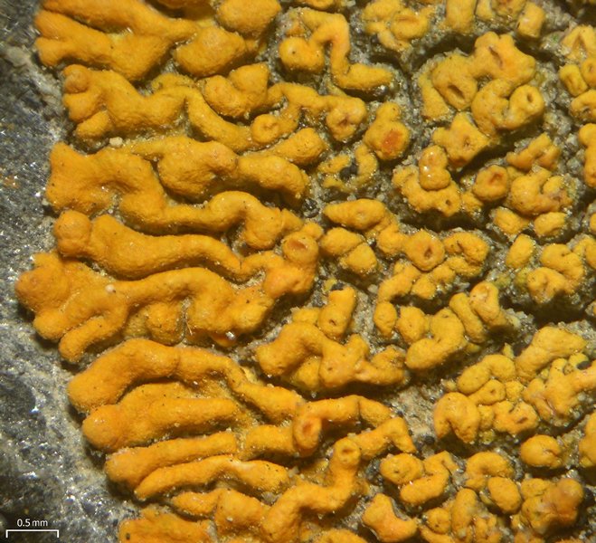 Caloplaca saxicola