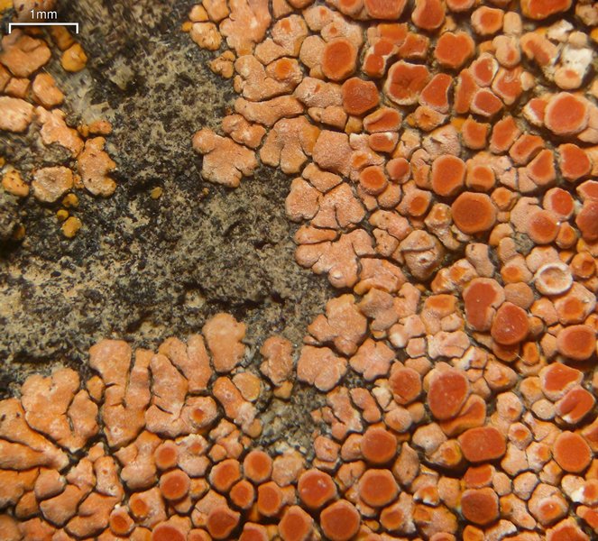 Caloplaca saxicola