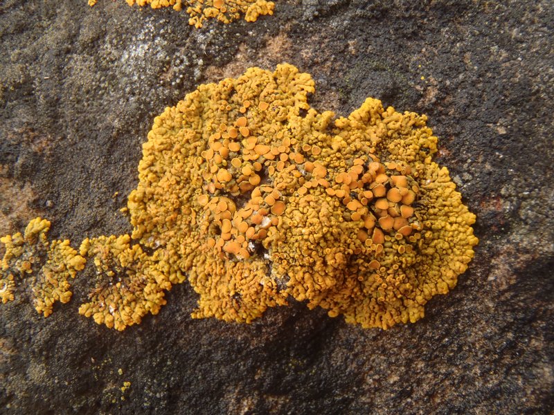 Caloplaca saxicola